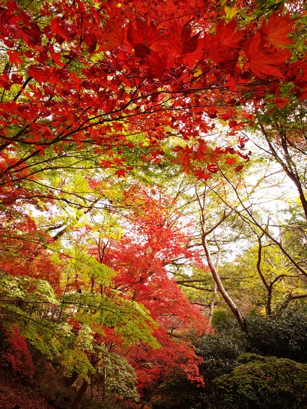 紅葉三昧７（森林植物園２）