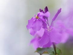 春を告げる花々２３（紫花菜）