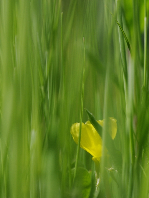 黄色の花と緑のカーテン１