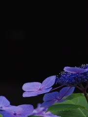 紫陽花（アジサイ）１５