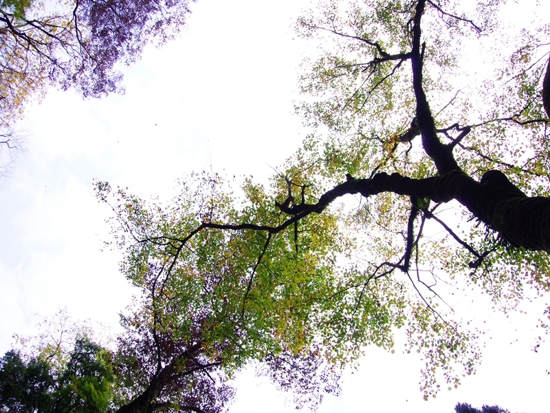 紅葉三昧４（天滝）