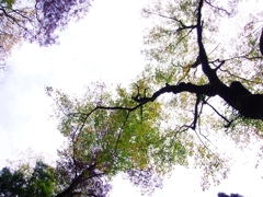 紅葉三昧４（天滝）