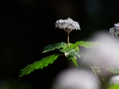 川上村のコアジサイ３