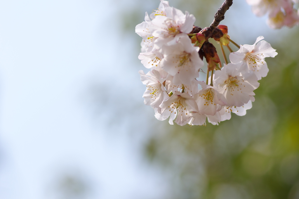 公園のサクラが咲いた