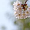 公園のサクラが咲いた