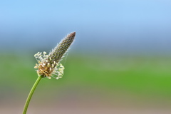 路傍に咲く野草花（ヘラオオバコ）