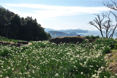 野生水仙群生地