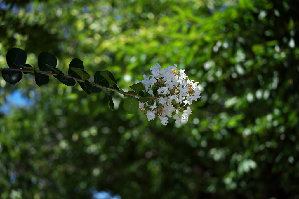 真夏の花百日紅（サルスベリ）