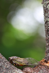 一斉に鳴きはじめた熊蝉（クマゼミ）