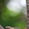 一斉に鳴きはじめた熊蝉（クマゼミ）