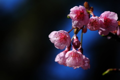 早咲きのサクラ寒緋桜（カンヒザクラ）１