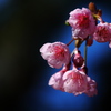 早咲きのサクラ寒緋桜（カンヒザクラ）１