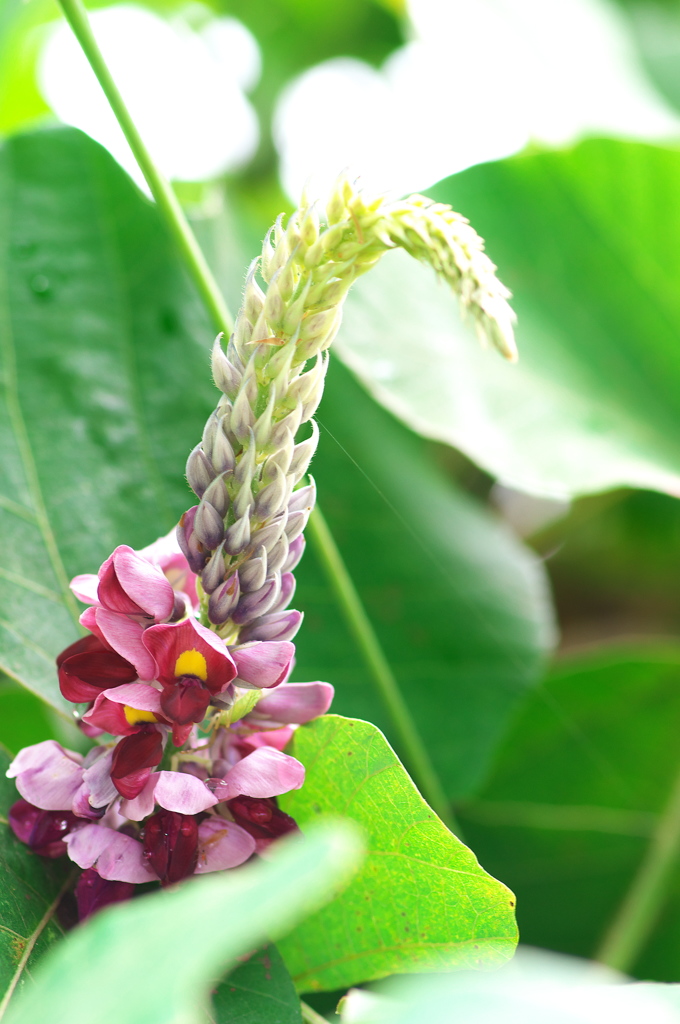 秋の七草葛（クズ）の花が咲いた