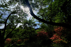 榛原鳥見山公園にて１