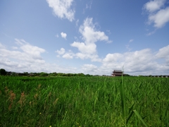 平城宮跡（大極殿）