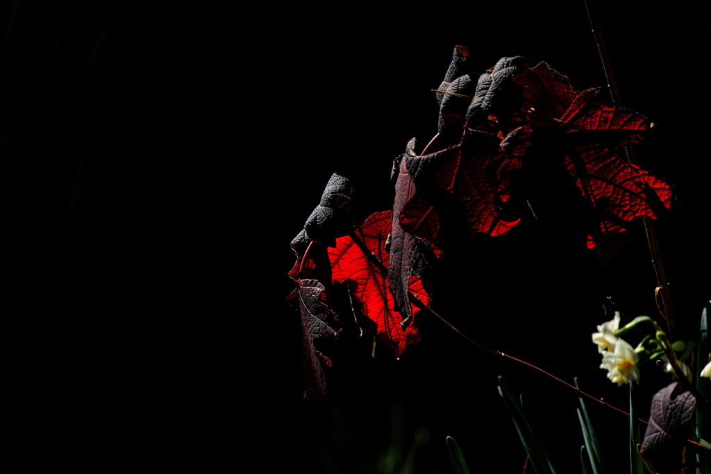 柏葉紫陽花（カシワバアジサイ）の紅葉２