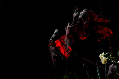 柏葉紫陽花（カシワバアジサイ）の紅葉２