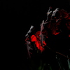 柏葉紫陽花（カシワバアジサイ）の紅葉２