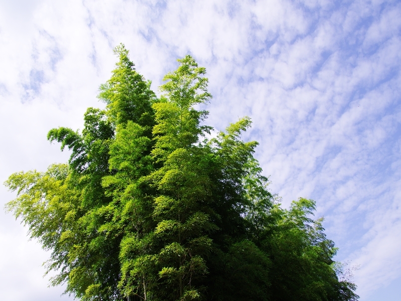 里山の風景５（宇陀の里山）