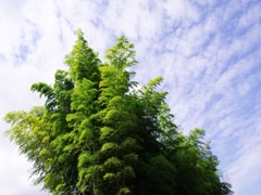 里山の風景５（宇陀の里山）