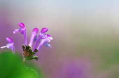 早春の野草花８（ホトケノザ）