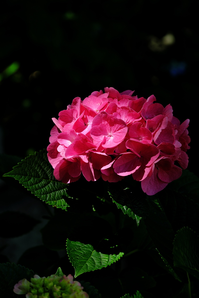 あじさい神苑の紫陽花（アジサイ）１