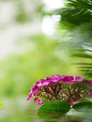 春から夏へ（花の移ろい１１）