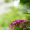 春から夏へ（花の移ろい１１）