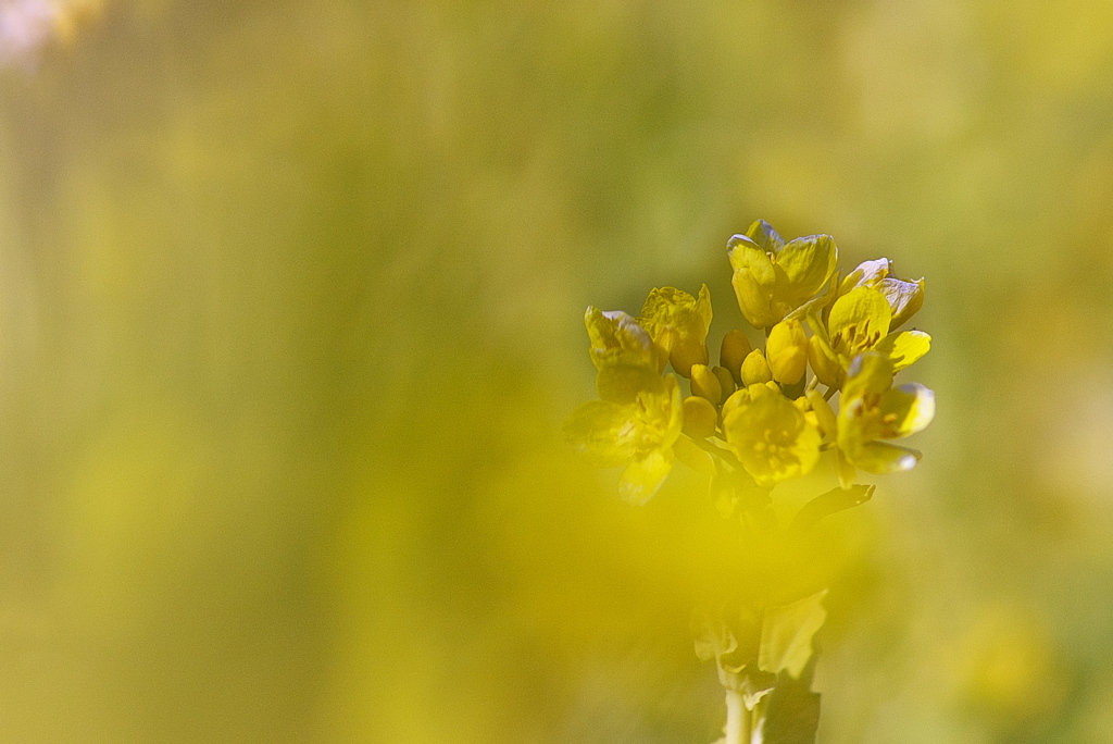 金ヶ崎公園の菜の花（ナノハナ）