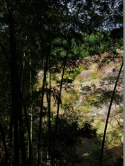 吉野千本桜３