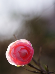 春来る３（乙女椿）