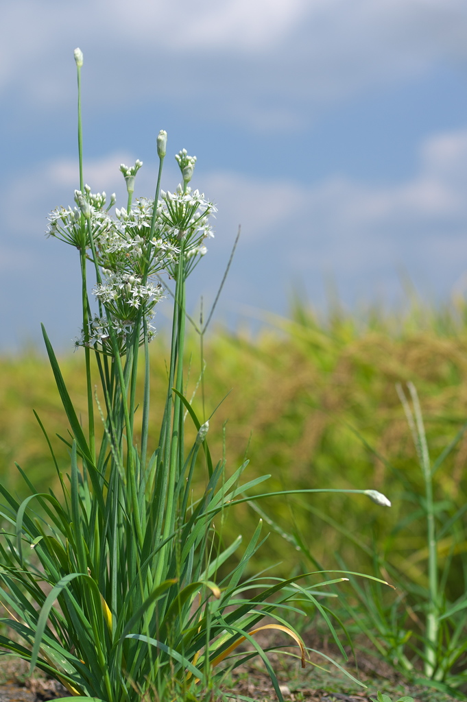 畔に咲く野草花（セリ）