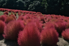 万博記念公園のコキア２