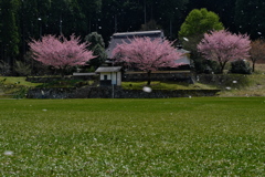 常燈寺（じょうとうじ）の桜１