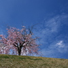 おの桜づつみ回廊のしだれ桜１