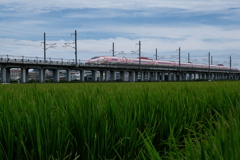 稲穂とハロキティ新幹線