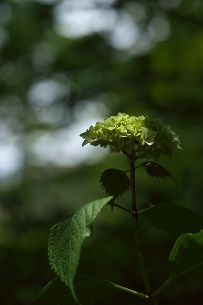神社の紫陽花（アジサイ）が咲いた１