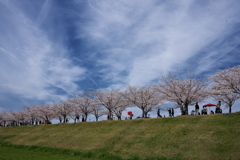 おの桜づつみ回廊の桜並木１