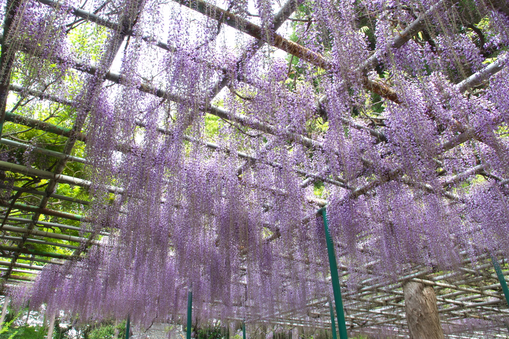 住吉神社の藤（フジ）が咲いた