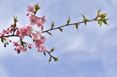 春を告げる花３（カワヅザクラ）