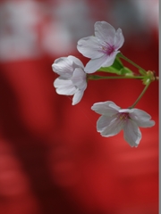 桜（サクラ）咲く３