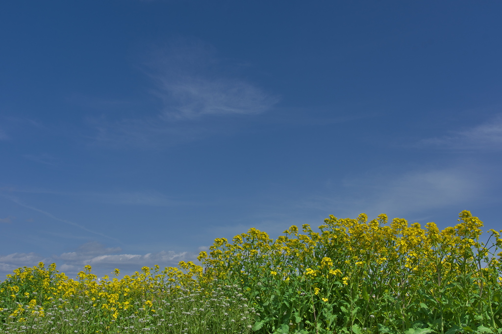 春本番、青空と菜の花と