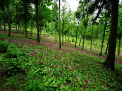 九輪草１（宇津江四十八滝）