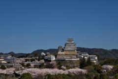 イーグレひめじより望む姫路城とサクラ