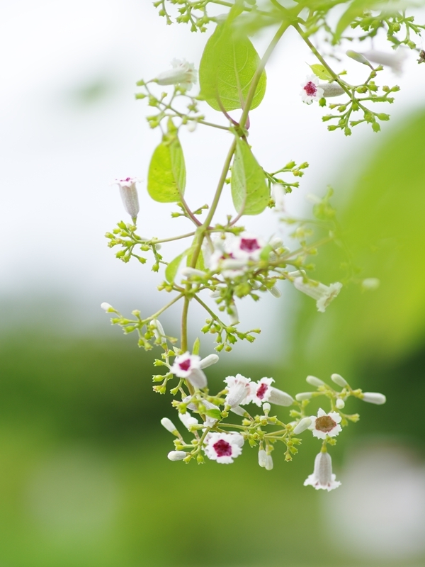 （まだ）夏の花々３１