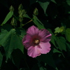 夏の花芙蓉（フヨウ）１