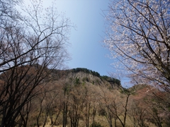 曽爾（そに）屏風岩の桜