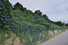 浜の散歩道（アサガオ）２