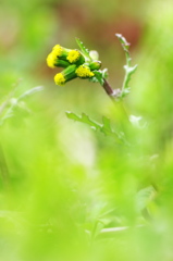 春を告げる野草花１（ノボロギク）