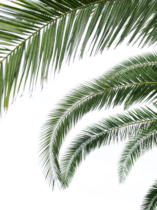 盛夏の緑１２（棕櫚）